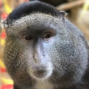 Meet your Posher, Roger